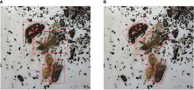 Research on the identification and detection of field pests in the complex background based on the rotation detection algorithm